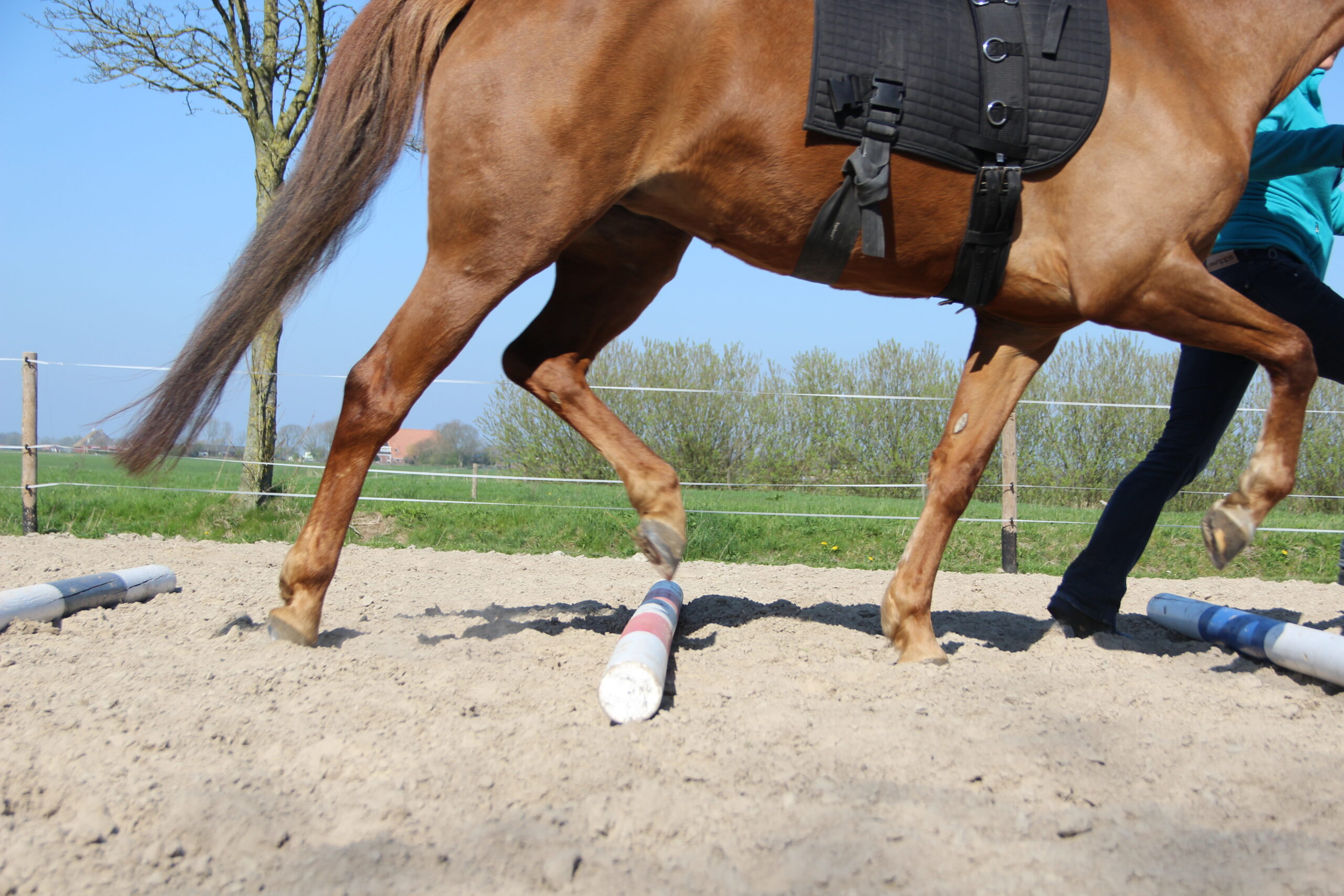 Equiband Paard Revalidatie Paardenarts met focus op orthopedie hals rugproblemen en revalidatiebegeleiding marleen den hartog dierenarts dokkum paard