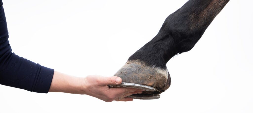 M1hr kopie smaller samenwerken team paard sportpaard paardensport vervelend gedrag of pijn onder het zadel laat mij je helpen Paardenarts met focus op orthopedie hals rugproblemen en revalidatiebegeleiding