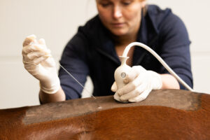 Therapie, injectie SI marleen den hartog dokkum paard Paardenarts met focus op orthopedie hals rugproblemen en revalidatiebegeleiding
