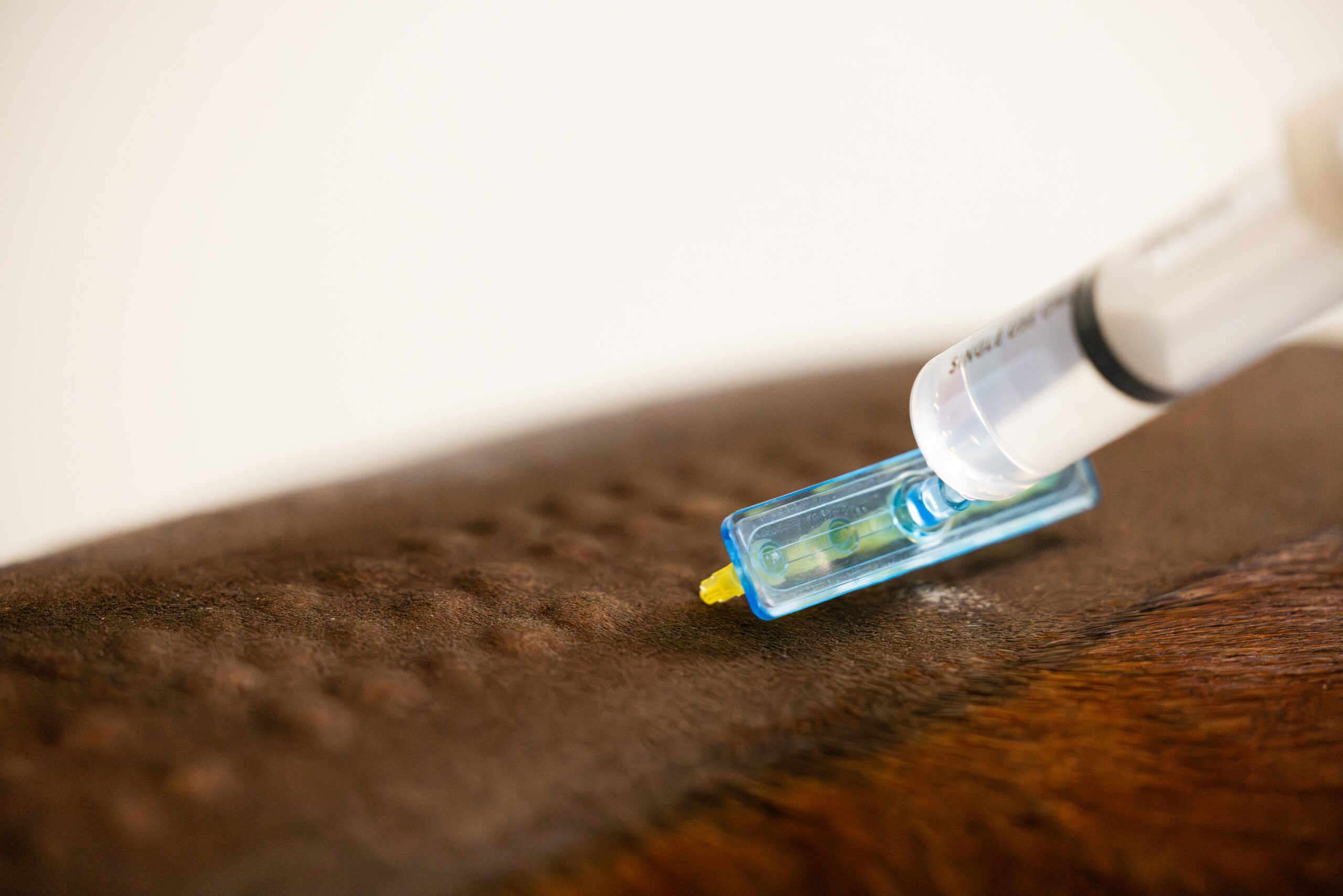 mesotherapie hals rug behandeling paard Paardenarts met focus op orthopedie hals rugproblemen en revalidatiebegeleiding marleen den hartog dokkum