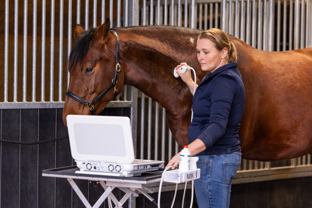 echo hals door marleen den hartog voor kreupel paard dokkum dierenarts paard Paardenarts met focus op orthopedie hals rugproblemen en revalidatiebegeleiding