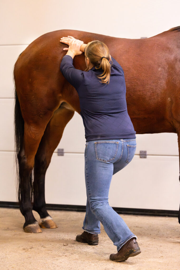 marleen den hartog chiropractie Paardenarts met focus op orthopedie hals rugproblemen en revalidatiebegeleiding dokkum dierenarts paard therapie PRP IRAP peesblessure pees kreupel kreupelheid paard gewrichtsontsteking orthopedie paard pony supplement