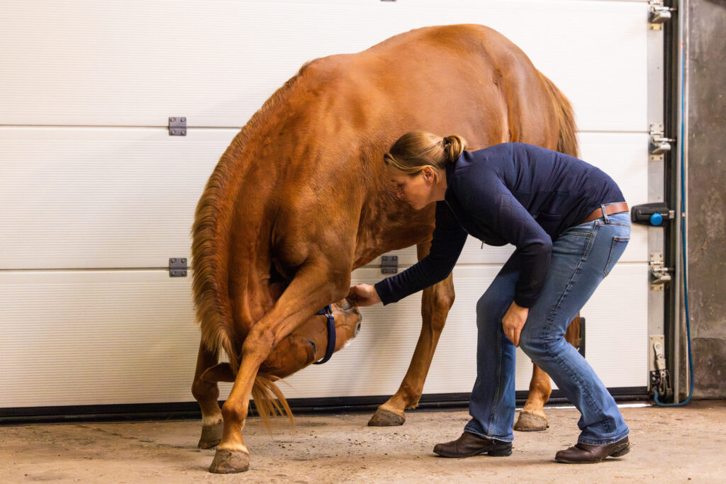 Pilates oefeningen paard marleen den hartog dierenarts paard dokkum Paardenarts met focus op orthopedie hals rugproblemen en revalidatiebegeleiding