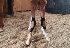 medical taping stand voorbeen veulen Paardenarts met focus op orthopedie hals rugproblemen en revalidatiebegeleiding dierenarts paard dokkum marleen den hartog